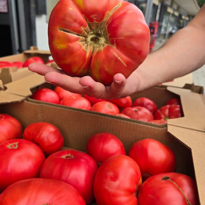 Rosa Tomaten